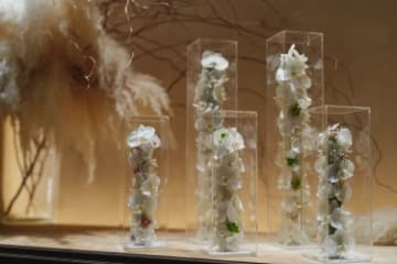 ソフトドライ胡蝶蘭イメージ
